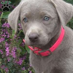 Chloe, Silver Labrador Retriever Puppy