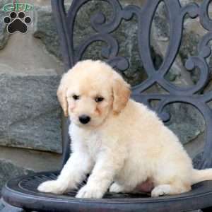 Chloe, Mini Goldendoodle Puppy