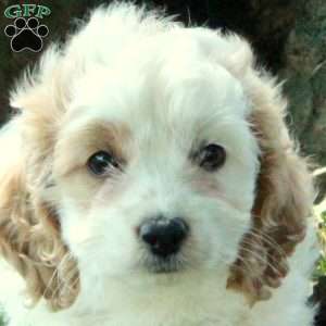 Chloe, Cockapoo Puppy