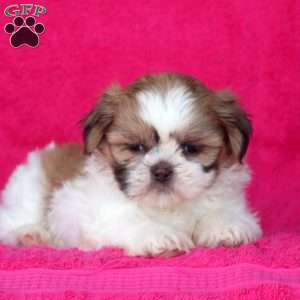 Chloe, Shih Tzu Puppy