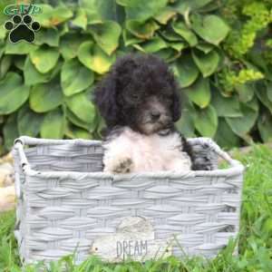 Chloe, Miniature Poodle Puppy