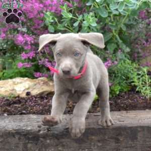 Chloe, Silver Labrador Retriever Puppy