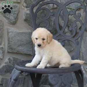 Chloe, Mini Goldendoodle Puppy