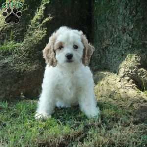 Chloe, Cockapoo Puppy