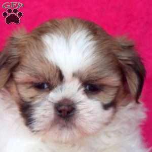 Chloe, Shih Tzu Puppy