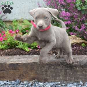 Chloe, Silver Labrador Retriever Puppy