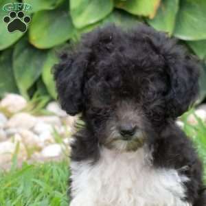 Chloe, Miniature Poodle Puppy