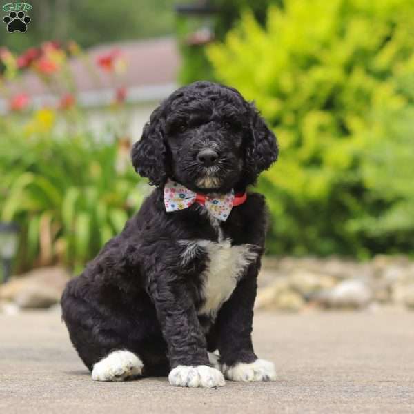 Chloe, Newfypoo Puppy
