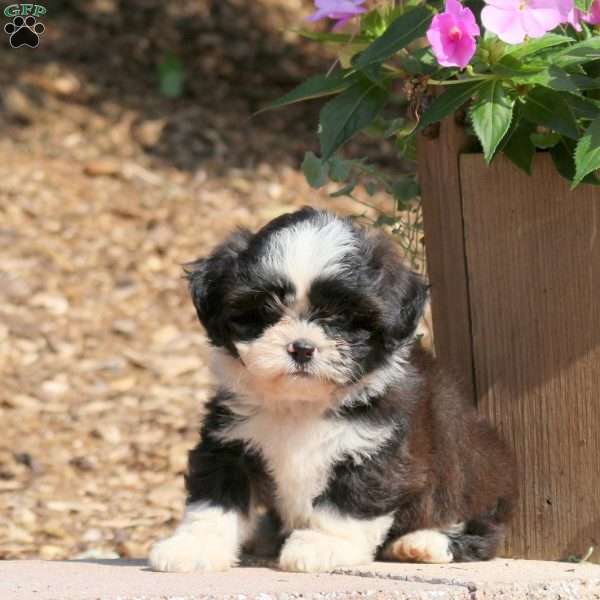 Chopper, Teddy Bear Puppy