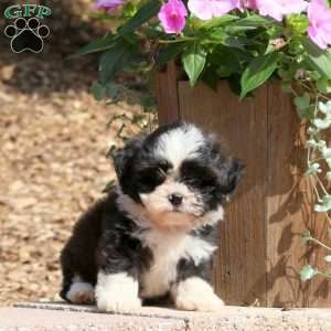 Chopper, Teddy Bear Puppy