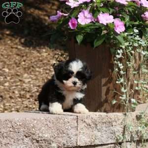 Chopper, Teddy Bear Puppy