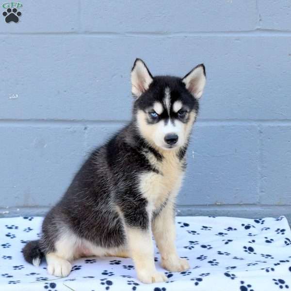 Chrissy, Siberian Husky Puppy