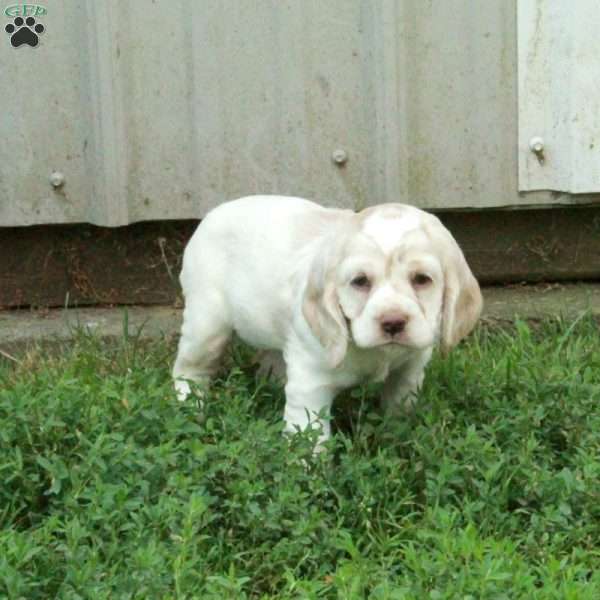 Chrissy, Cocker Spaniel Puppy