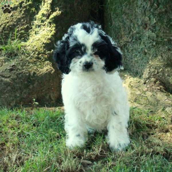 Chrissy, Cockapoo Puppy