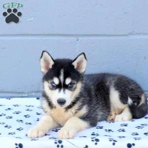 Chrissy, Siberian Husky Puppy