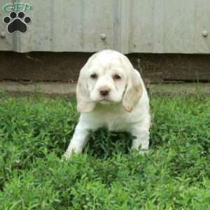 Chrissy, Cocker Spaniel Puppy