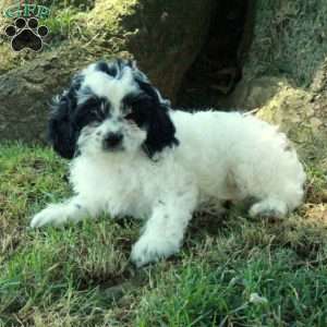 Chrissy, Cockapoo Puppy