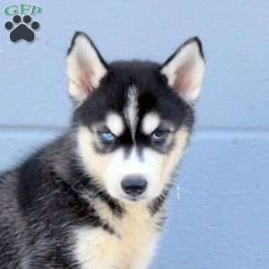 Chrissy, Siberian Husky Puppy