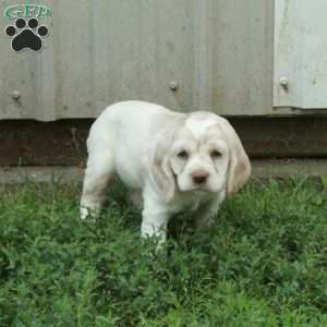 Chrissy, Cocker Spaniel Puppy