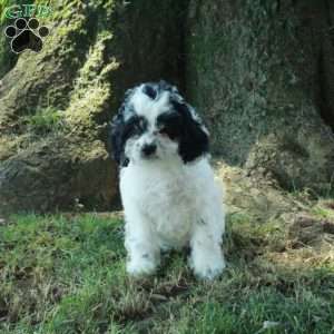 Chrissy, Cockapoo Puppy
