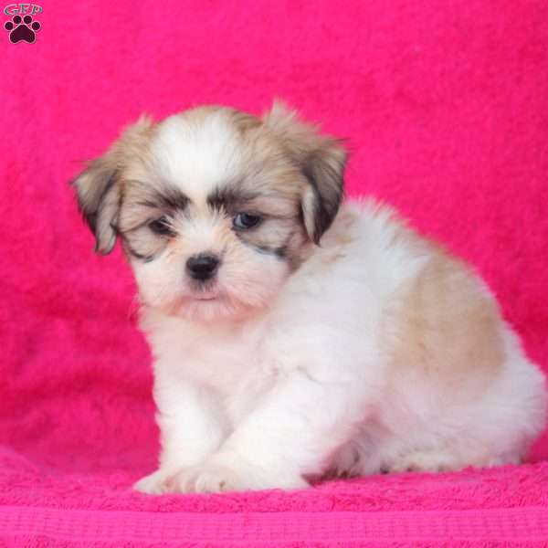 Chuck, Shih Tzu Puppy