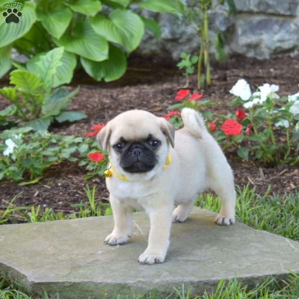 Chuck, Pug Puppy