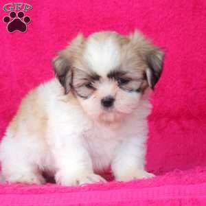 Chuck, Shih Tzu Puppy