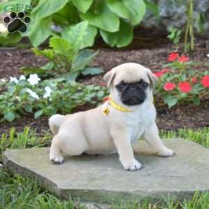 Chuck, Pug Puppy