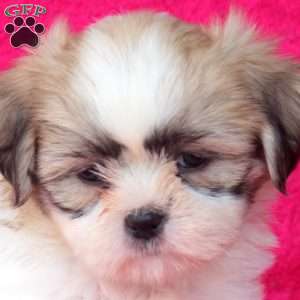 Chuck, Shih Tzu Puppy