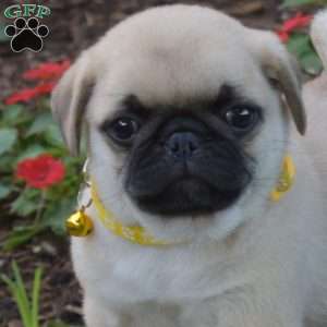 Chuck, Pug Puppy