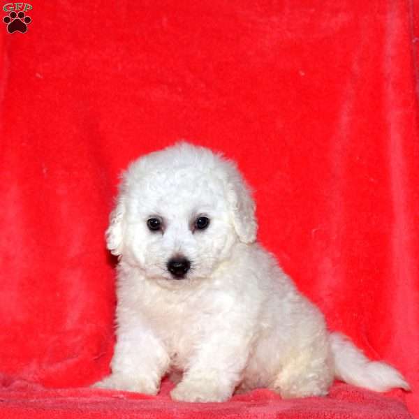 Cierra, Bichon Frise Puppy