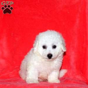 Cierra, Bichon Frise Puppy