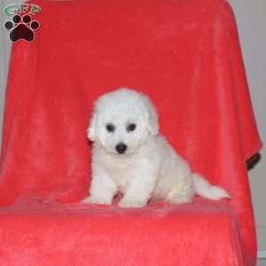 Cierra, Bichon Frise Puppy