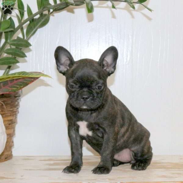 Cindy, Frenchton Puppy