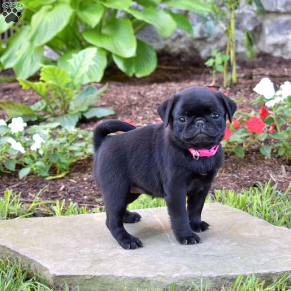 Cindy, Pug Puppy