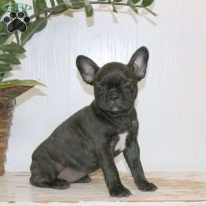 Cindy, Frenchton Puppy