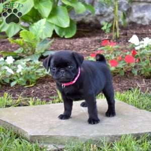 Cindy, Pug Puppy