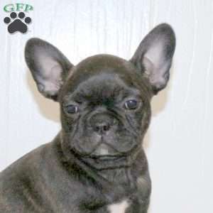 Cindy, Frenchton Puppy