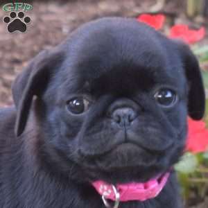 Cindy, Pug Puppy
