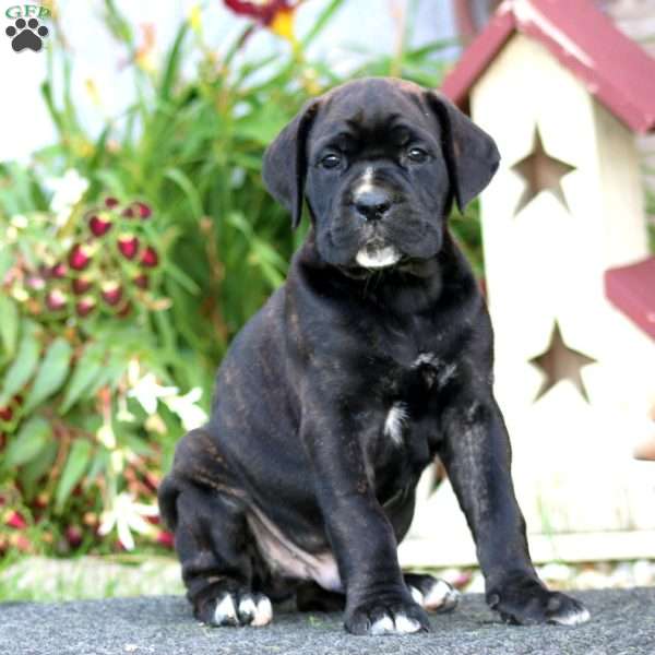 Clark, Cane Corso Puppy