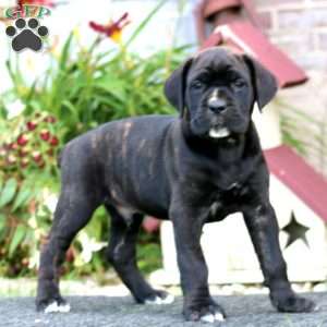 Clark, Cane Corso Puppy