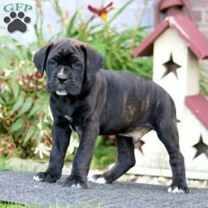 Clark, Cane Corso Puppy