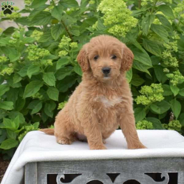 Clementine, Mini Goldendoodle Puppy