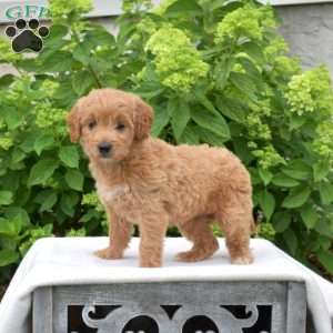 Clementine, Mini Goldendoodle Puppy