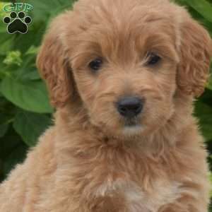 Clementine, Mini Goldendoodle Puppy