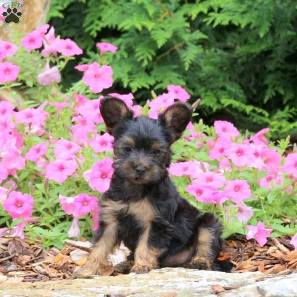 Cleo, Yorkie Puppy