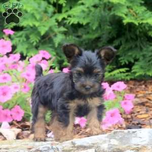 Cleo, Yorkie Puppy