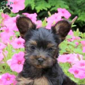 Cleo, Yorkie Puppy