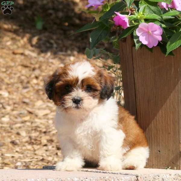 Clint, Teddy Bear Puppy
