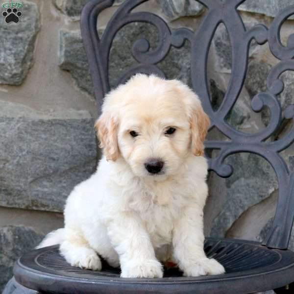 Clint, Mini Goldendoodle Puppy